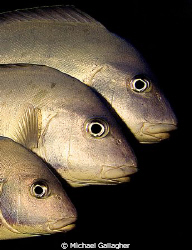 A trio of slate sweetlip on the Great Barrier Reef by Michael Gallagher 